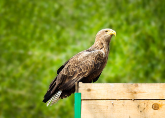 young eagle