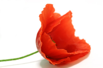 coquelicot
