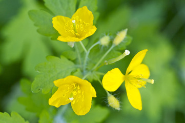 クサノオウの花