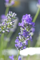 ラベンダーの花