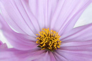 Fototapeta premium Blüte