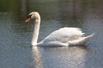 A beautiful mute swan in a pond