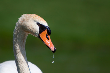 Fototapeta premium A beautiful mute swan in a pond