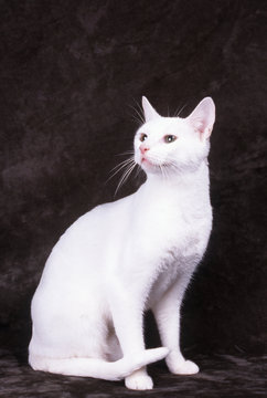 171 Best Chat Blanc Images Stock Photos Vectors Adobe Stock
