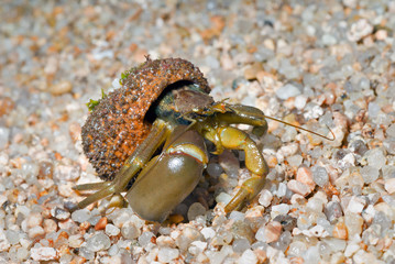 Hermit crab 24