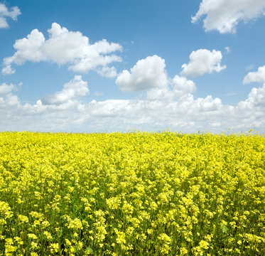 Yellow fields