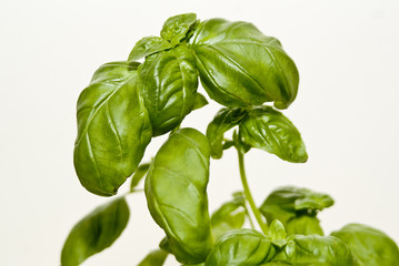 frische Basilikum Blätter