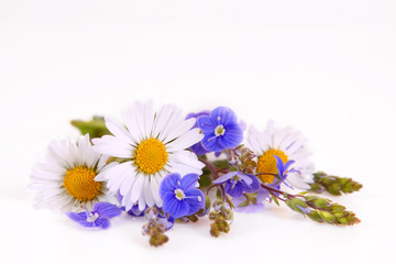 blumenhintergrund-margeritten