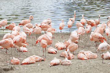 flamants roses