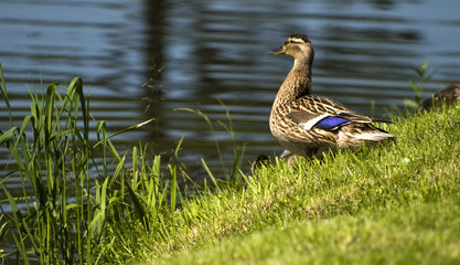 duck