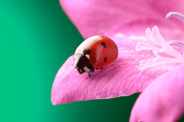 ladybird on rose flower