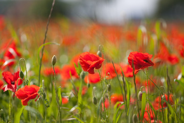 Obraz premium Mohnblume Corn Poppy