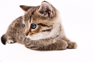 Little grey cat isolated on white