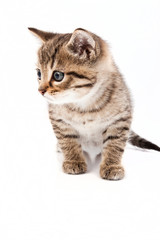 Obraz premium Little grey cat isolated on white