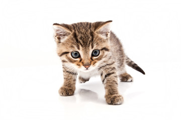 Little grey cat isolated on white