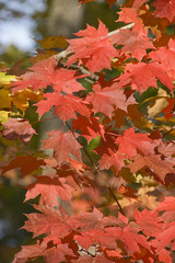  red  maple leaves