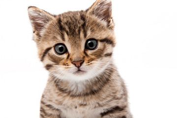 Little grey cat isolated on white