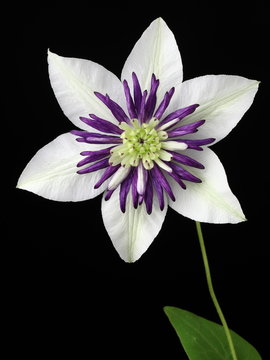 Clematis florida 'Vienetta'