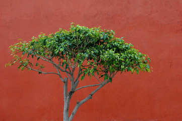 Green tree against the red wall