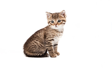 Obraz premium Little grey cat isolated on white