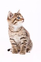 Fototapeta na wymiar Mały szary kot na białym
