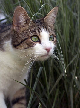 Kater