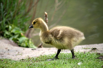 Walking Gosling