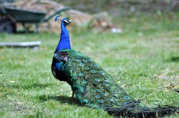 Peacock