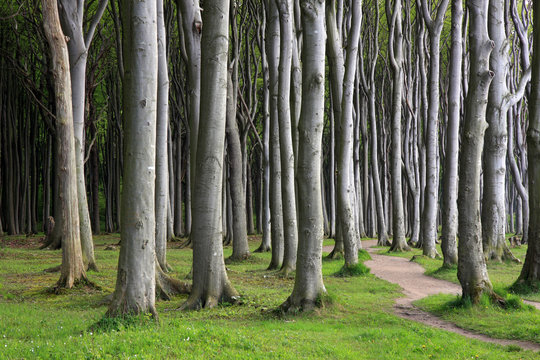 Gespensterwald