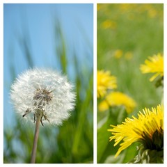 Zusammenstellung: Löwenzahn und Pusteblume