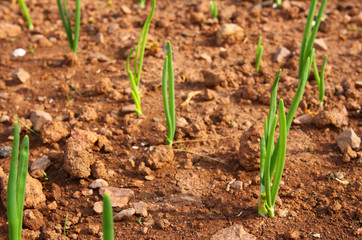 gartenarbeit,zwiebel