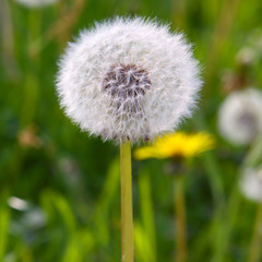 löwenzahn,blume