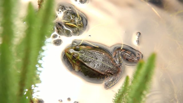 frosch quakend II
