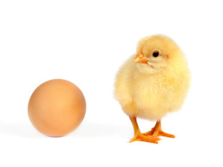 Chicken and egg