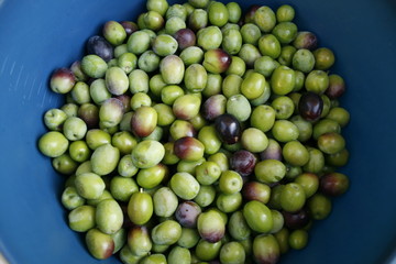 La recogida de aceitunas