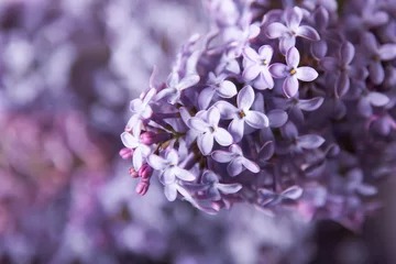 Türaufkleber Close-up beautiful lilac flowers © Oleg Gekman