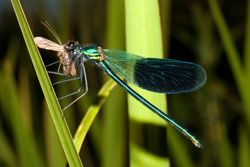 Close-up of a Banded Demoiselle ( Calopteryx splendens ), male