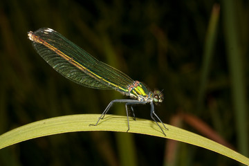 Close-up of a Banded Demoiselle ( Calopteryx splendens ), female