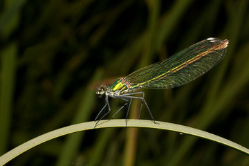 Close-up of a Banded Demoiselle ( Calopteryx splendens ), female