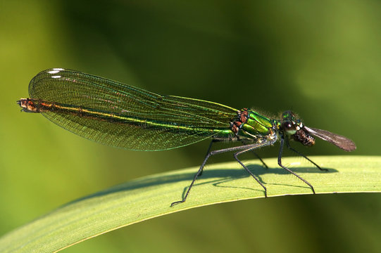 Close-up of a Banded Demoiselle ( Calopteryx splendens ), female