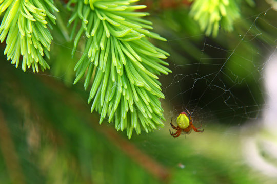 spinne