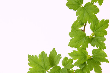 grüne pflanze,hintergrund