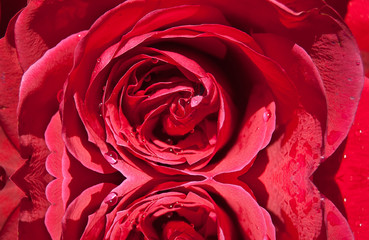 Rose rouge avec reflets