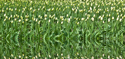 Champ de tulipes en Hollande