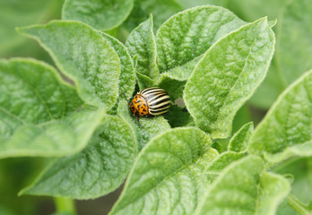 Colorado potato beetle on potato leaves