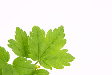 grüne blätter,hintergrund