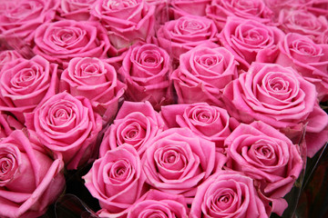 Pink Roses
