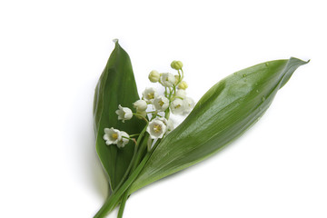 Fototapeta premium Muguet