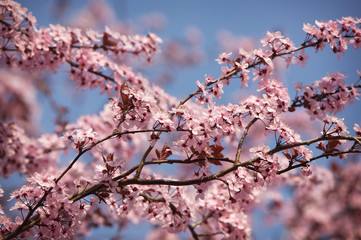 blooming tree