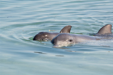 Obraz premium dolphin